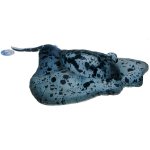 Barwne Zoo: Maskotka płaszczka 50cm (93290)