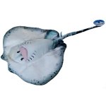 Barwne Zoo: Maskotka płaszczka 50cm (93290)