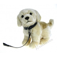 Maskotka Piesek golden retriever na smyczy 24cm 89568